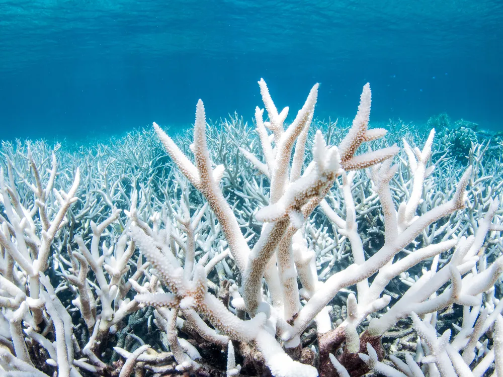 Bleached staghorn coral, Acropora cervicornis. It looks haunting, but can spell death for the reef. I didn’t take this picture, which is good since I’d likely be heartbroken